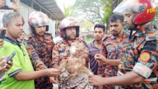 ঘুড়ির সুতায় আটকে যাওয়া পেঁচা উদ্ধার