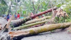 ঘূর্ণিঝড় দানার আঘাতে ২০টি ঘর বিধ্বস্ত: ব্যাপক ক্ষয়ক্ষতি
