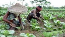 দিনাজপুরে শীতকালীন আগাম সবজি চাষে ব্যস্ত কৃষক