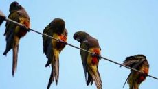 আর্জেন্টিনার শহরে হাজার হাজার তোতা পাখি