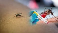 ডেঙ্গুতে গত একদিনে আরও ৮ জনের মৃত্যু