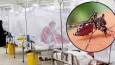 ডেঙ্গুতে গত ২৪ ঘণ্টায় আরও ৪ জনের মৃত্যু, হাসপাতালে ১০২৯