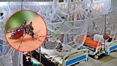 গত ২৪ ঘণ্টায় ডেঙ্গুতে মৃত্যু ২ জন