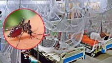 ডেঙ্গুতে একদিনে সর্বোচ্চ মৃত্যু ৯ জনের