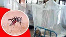 গত ২৪ ঘণ্টায় ডেঙ্গুতে মৃত্যু আরও ৪ জন