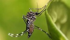 গত ২৮ দিনে ডেঙ্গুতে ১১৭ জনের প্রাণহানি