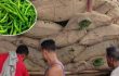ভারত থেকে আমদানি হয়েছে ৫৯৩ টন কাঁচা মরিচ