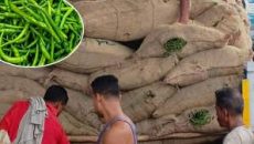 ভারত থেকে আমদানি হয়েছে ৫৯৩ টন কাঁচা মরিচ