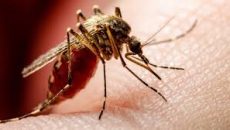 চলতি বছর ডেঙ্গুতে মৃত্যু ১৯৯, আক্রান্ত ৪০ হাজার ছাড়াল