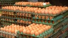 আজ থেকে খুচরা পর্যায়ে সরকারি দামে মিলবে ডিম