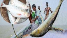 ঝালকাঠিতে মা ইলিশ ধরার দায়ে ২ জেলে আটক