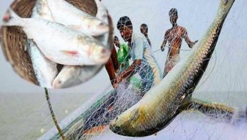 ঝালকাঠিতে মা ইলিশ ধরার দায়ে ২ জেলে আটক