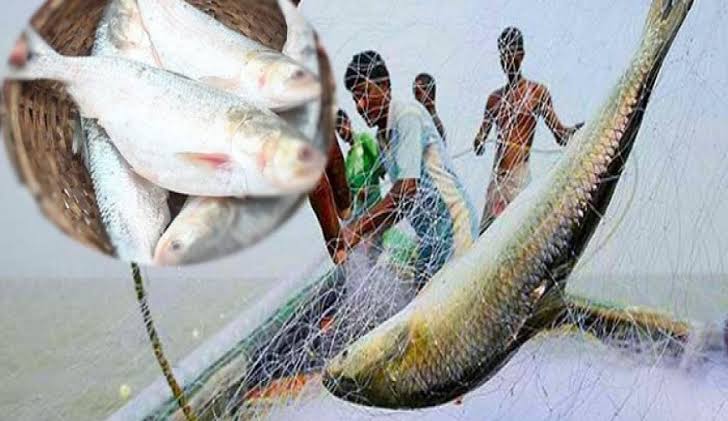 ঝালকাঠিতে মা ইলিশ ধরার দায়ে ২ জেলে আটক