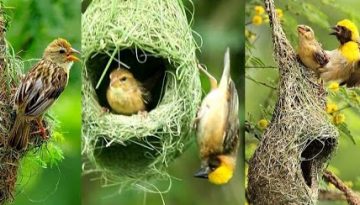 সময়ের বিবর্তন আর পরিবেশ বিপর্যয়ে হারিয়ে যাচ্ছে বাবুই পাখির বাসা