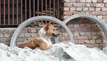 বরিশালে এক কুকুরের কামড়ে ২৭ জন হাসপাতালে