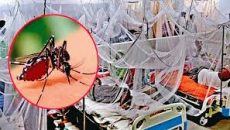 গত ২৪ ঘণ্টায় ডেঙ্গুতে আরও ৬ মৃত্যু