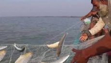 রোববার শেষ হচ্ছে ইলিশ ধরার নিষেধাজ্ঞা, জেলেরা প্রস্তুত