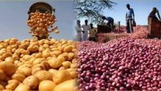 আলু-পেঁয়াজ রপ্তানি বন্ধ করলো ভারত