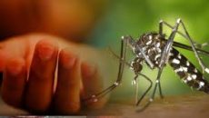 ডেঙ্গুতে গত ২৪ ঘণ্টায় আরও ৭ জনের মৃত্যু