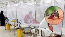 গত ২৪ ঘন্টায় ডেঙ্গুতে আরও ৭ জনের মৃত্যু