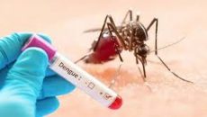 ডেঙ্গুতে গত ২৪ ঘণ্টায় আরও ১১ জনের মৃত্যু