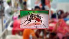 ডেঙ্গুতে গত একদিনে ৯ জনের মৃত্যু, হাসপাতালে ভর্তি ১২১৪