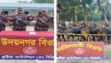 কুষ্টিয়া সীমান্তে বিজিবির অভিযানে ১৪টি মহিষ আটক