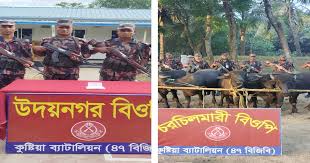 কুষ্টিয়া সীমান্তে বিজিবির অভিযানে ১৪টি মহিষ আটক