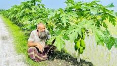 সড়কের দু’পাশের পতিত জমিতে ঘাস চাষে লাভবান খামারিরা