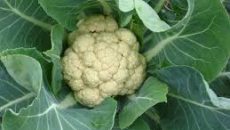 লালমনিরহাটে আগাম ফুলকপি চাষে কৃষকের মুখে হাসি