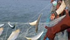 নিষেধাজ্ঞা শেষ: ইলিশ শিকারে নেমেছে জেলেরা