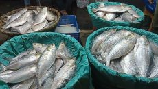 চাঁদপুর মাছঘাটে ইলিশের দাম আকাশচুম্বি