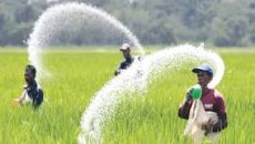 দেশে ৫৪ বছরে রাসায়নিক সারের ব্যবহার বেড়েছে ৫৪ গুণ