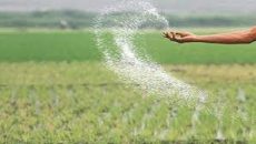 চলতি অর্থবছরে এক লাখ ৩০ হাজার টন সার কিনছে সরকার