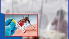 ডেঙ্গুতে একদিনে মৃত্যু আরও ৬ জনের, হাসপাতালে ভর্তি ৮৮২