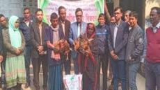 নওগাঁর মান্দায় ক্ষুদ্র নৃগোষ্ঠীদের মাঝে মুরগি ও খাদ্য বিতরণ