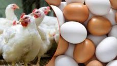 প্রান্তিক খামারে ডিম-মুরগির উৎপাদন জানুয়ারি থেকে বন্ধ ঘোষণা