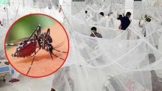 ডেঙ্গুতে একদিনে আরো ৩ জনের মৃত্যু, শনাক্ত ৭০৫