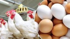 পোল্ট্রি সেক্টরে ডিম-মুরগি উৎপাদন বন্ধের কর্মসূচি প্রত্যাহার
