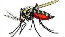 গত ২৪ ঘণ্টায় ডেঙ্গুতে মৃত্যু ৫, শনাক্ত ৫৬২