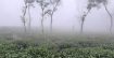 ঘন কুয়াশার চাদরে ঢেকেছে উত্তরের জনপদ