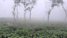 ঘন কুয়াশার চাদরে ঢেকেছে উত্তরের জনপদ