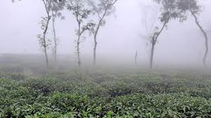 ঘন কুয়াশার চাদরে ঢেকেছে উত্তরের জনপদ