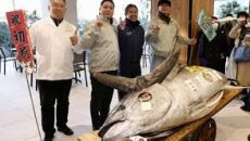 টোকিওতে ১৬ কোটিতে বিক্রি হলো ২৭৬ কেজির টুনা মাছ