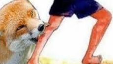 লালমনিরহাটে শিয়াল আতংক, আহত ৯