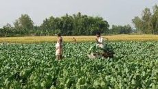 লালমনিরহাটে ফুলকপি চাষ করে কৃষকের মাথায় হাত