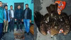 রাজশাহীতে অসুস্থ ঈগল উদ্ধার, বন বিভাগের কাছে হস্তান্তর