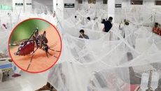 জানুয়ারির ৩১ দিনে ডেঙ্গু আক্রান্ত হয়ে ১০ জনের মৃত্যু