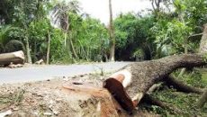 অনুমতি ছাড়া গাছ কাটা যাবে না: হাইকোর্ট