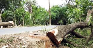 অনুমতি ছাড়া গাছ কাটা যাবে না: হাইকোর্ট